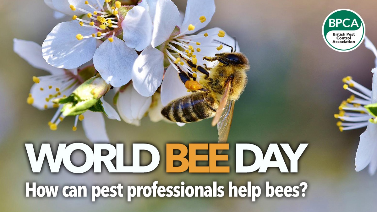 worldbeedayhowpestprofessionalscanhelp worldbeedayhowpestprofessionalscanhelp